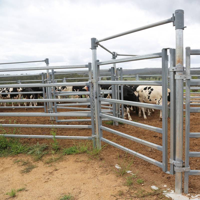 Cattle Yard Case Study - Lynwood Stockyard | Arrowquip