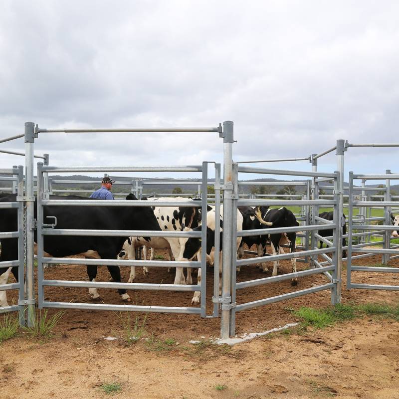 Cattle Yard Case Study - Lynwood Stockyard | Arrowquip